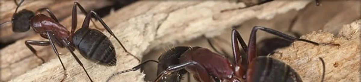 Close-up of ants on wood showing an active ant infestation in Tempe, AZ