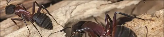 Close-up of ants on wood showing an active ant infestation in Tempe, AZ