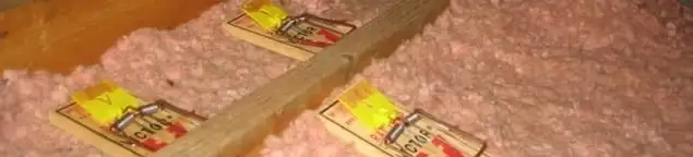 Mouse traps placed in an attic for rodent control in Tempe, AZ
