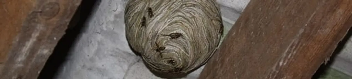 Wasp nest in an attic space, a common home infestation risk in Tempe, AZ