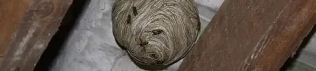 Wasp nest in an attic space, a common home infestation risk in Tempe, AZ