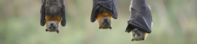 Bats roosting together, a common sign of a bat infestation in Tempe, AZ