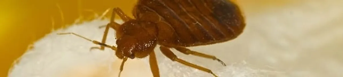 Close-up of a bed bug, a sign of an active infestation in Tempe, AZ
