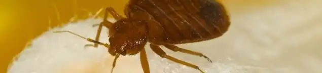 Close-up of a bed bug, a sign of an active infestation in Tempe, AZ