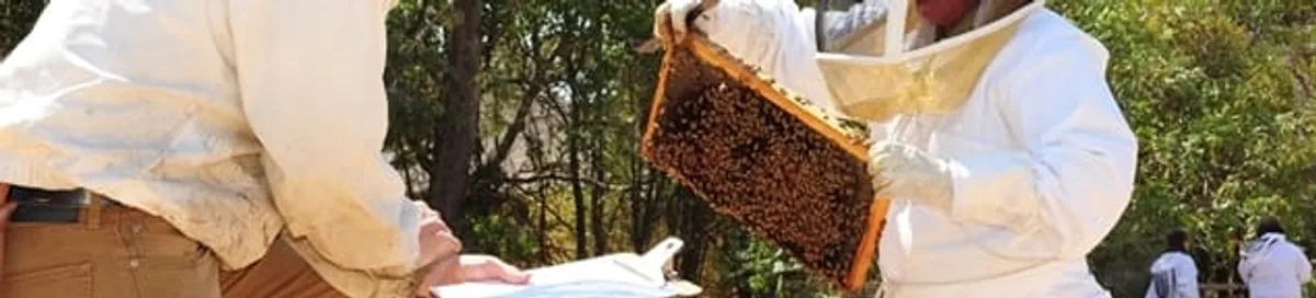 Bee removal specialists relocating a hive and honeycomb safely in Tempe, AZ