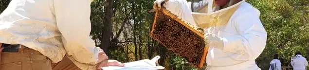 Bee removal specialists relocating a hive and honeycomb safely in Tempe, AZ