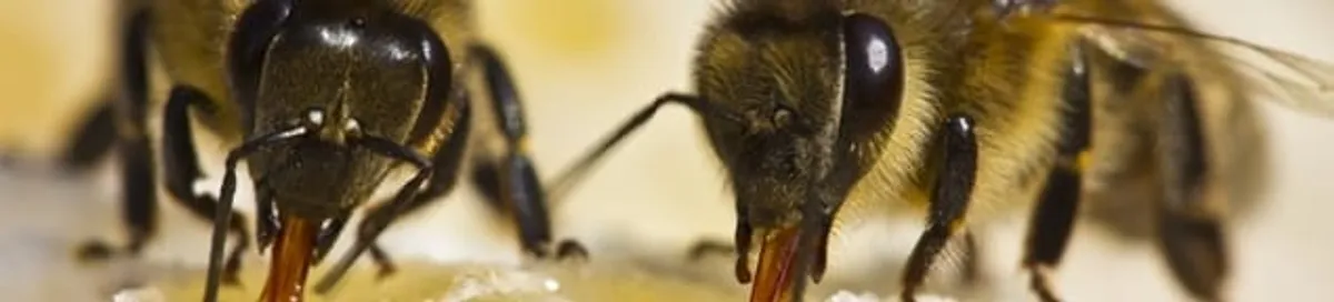 Close-up of honey bees, a sign of a nearby hive in Tempe, AZ