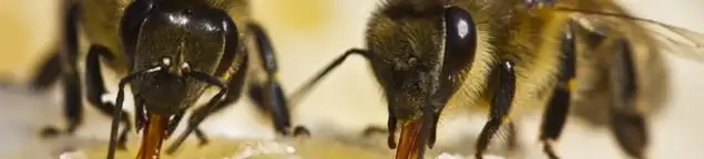 Close-up of honey bees, a sign of a nearby hive in Tempe, AZ
