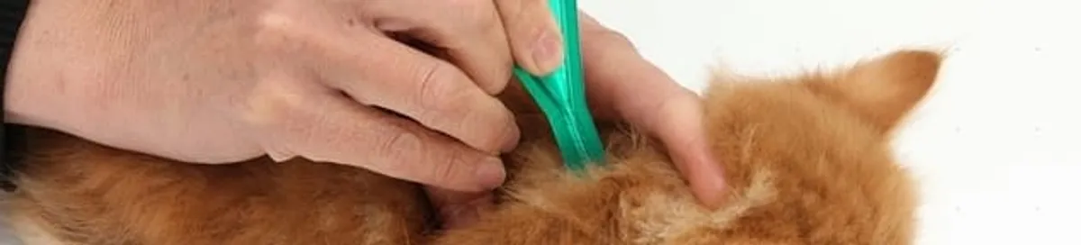 Flea treatment for pets using a flea comb, a sign of flea problems in Tempe, AZ