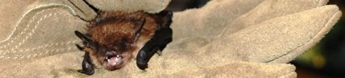 Bat removal specialist holding a bat safely during humane exclusion in Tempe, AZ