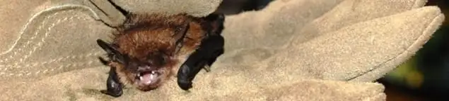 Bat removal specialist holding a bat safely during humane exclusion in Tempe, AZ