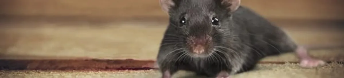 Mouse indoors, a common sign of a rodent infestation in Tempe, AZ