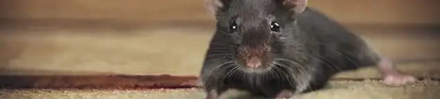 Mouse indoors, a common sign of a rodent infestation in Tempe, AZ