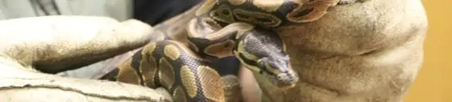 Snake removal specialist safely handling a snake with protective gloves in Tempe, AZ