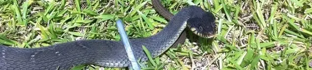 Snake in a yard, a common sign of a snake problem near a home in Tempe, AZ
