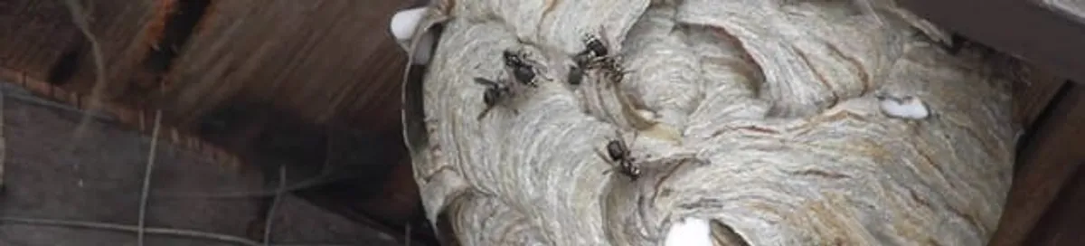 Close-up of a wasp nest with active wasps, a sign of an infestation in Tempe, AZ