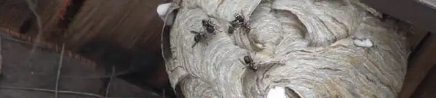 Close-up of a wasp nest with active wasps, a sign of an infestation in Tempe, AZ